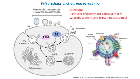 evs research image